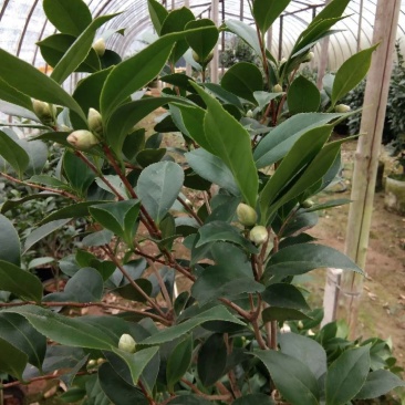 茶花基地批发一手货源长期供应货源充足质量保障欢迎来场指导
