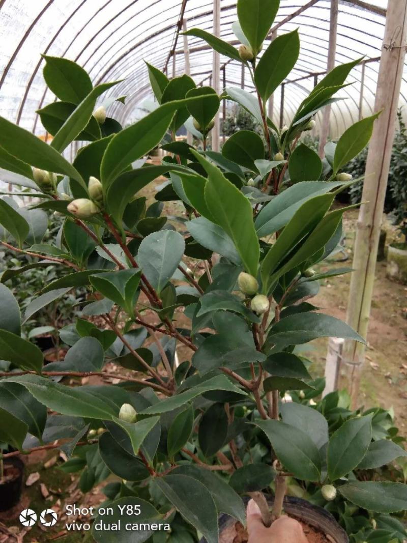 茶花基地批发一手货源长期供应货源充足质量保障欢迎来场指导