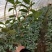 茶花基地批发一手货源长期供应货源充足质量保障欢迎来场指导
