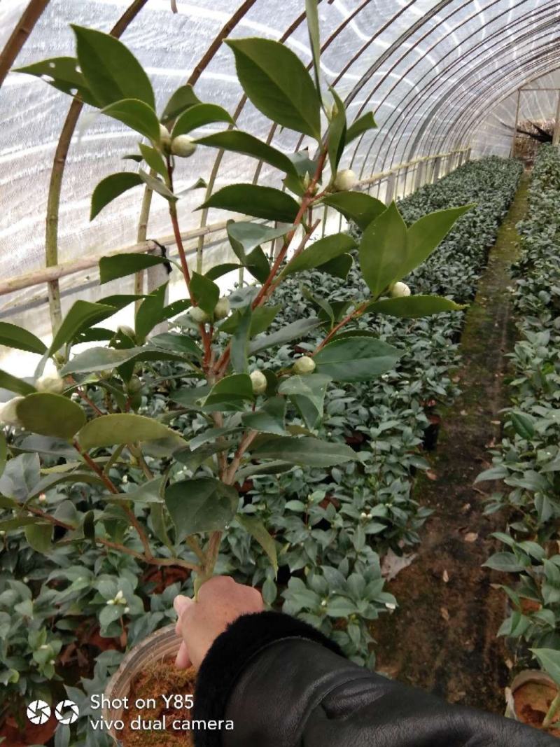茶花基地批发一手货源长期供应货源充足质量保障欢迎来场指导