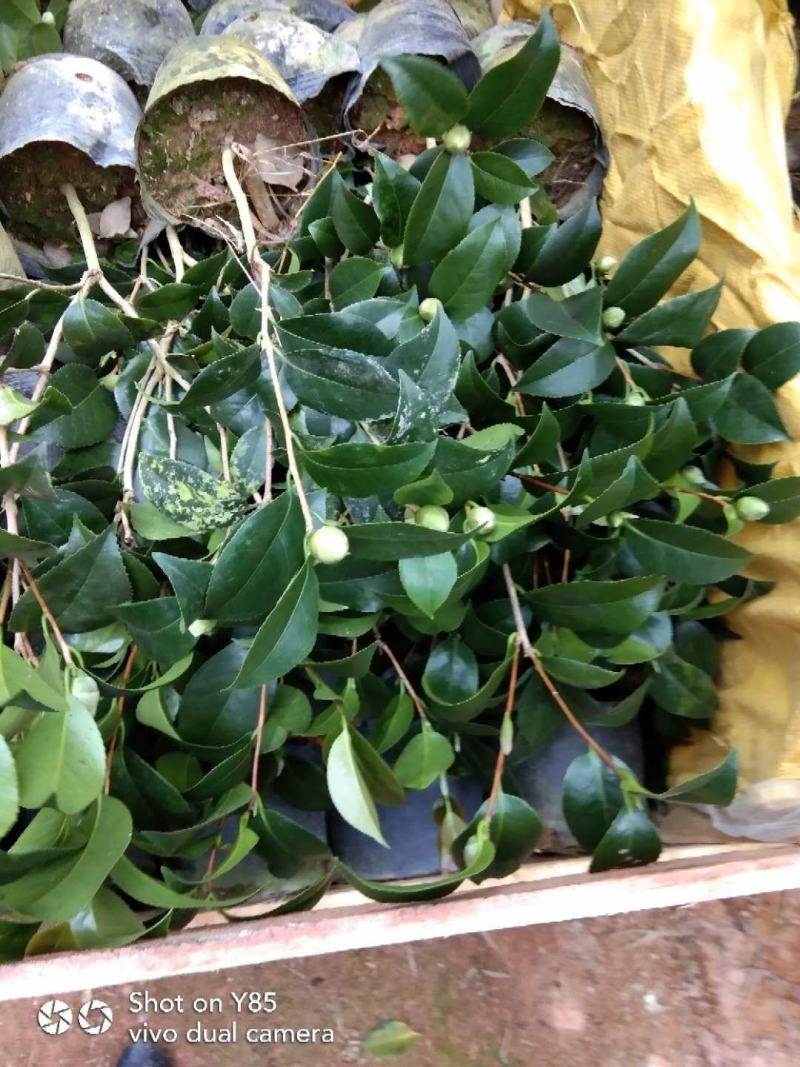 茶花基地批发一手货源长期供应货源充足质量保障欢迎来场指导