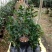 茶花基地批发一手货源长期供应货源充足质量保障欢迎来场指导