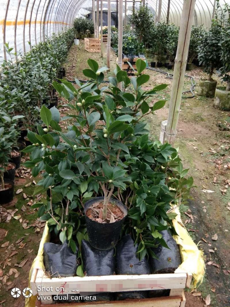 茶花基地批发一手货源长期供应货源充足质量保障欢迎来场指导