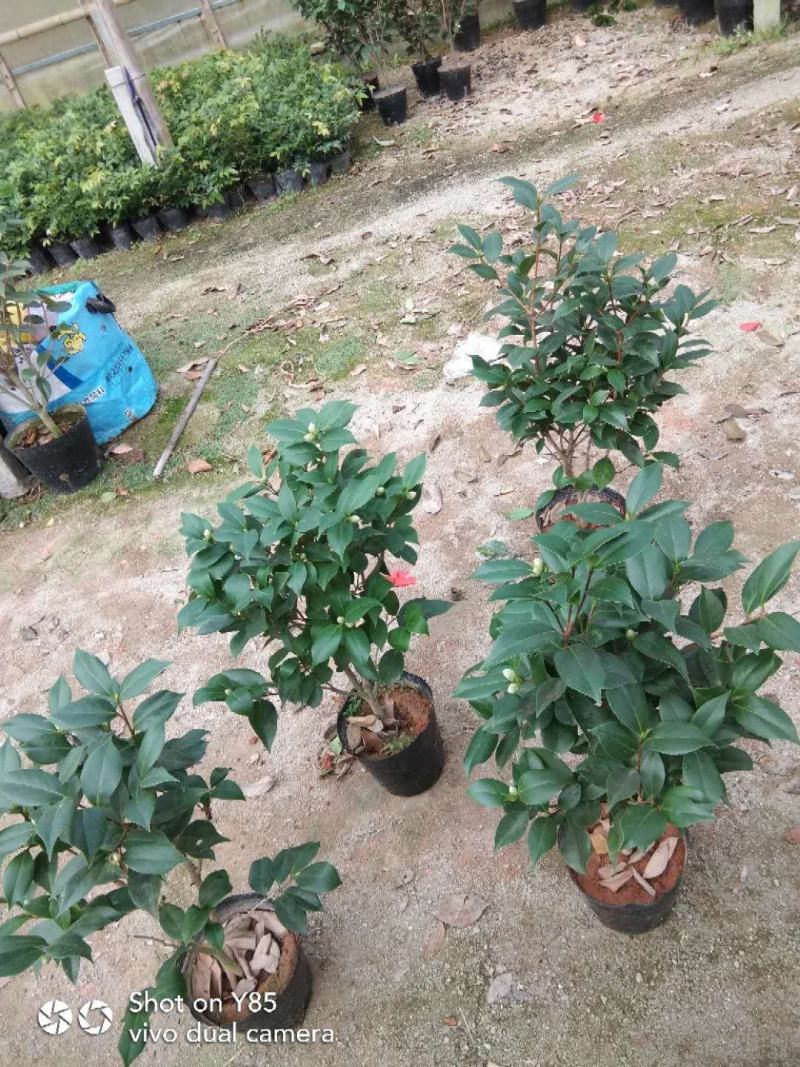 茶花基地批发一手货源长期供应货源充足质量保障欢迎来场指导