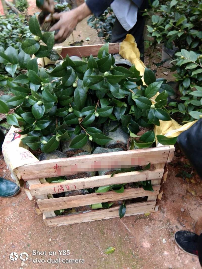 茶花基地批发一手货源长期供应货源充足质量保障欢迎来场指导