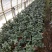 茶花基地批发一手货源长期供应货源充足质量保障欢迎来场指导