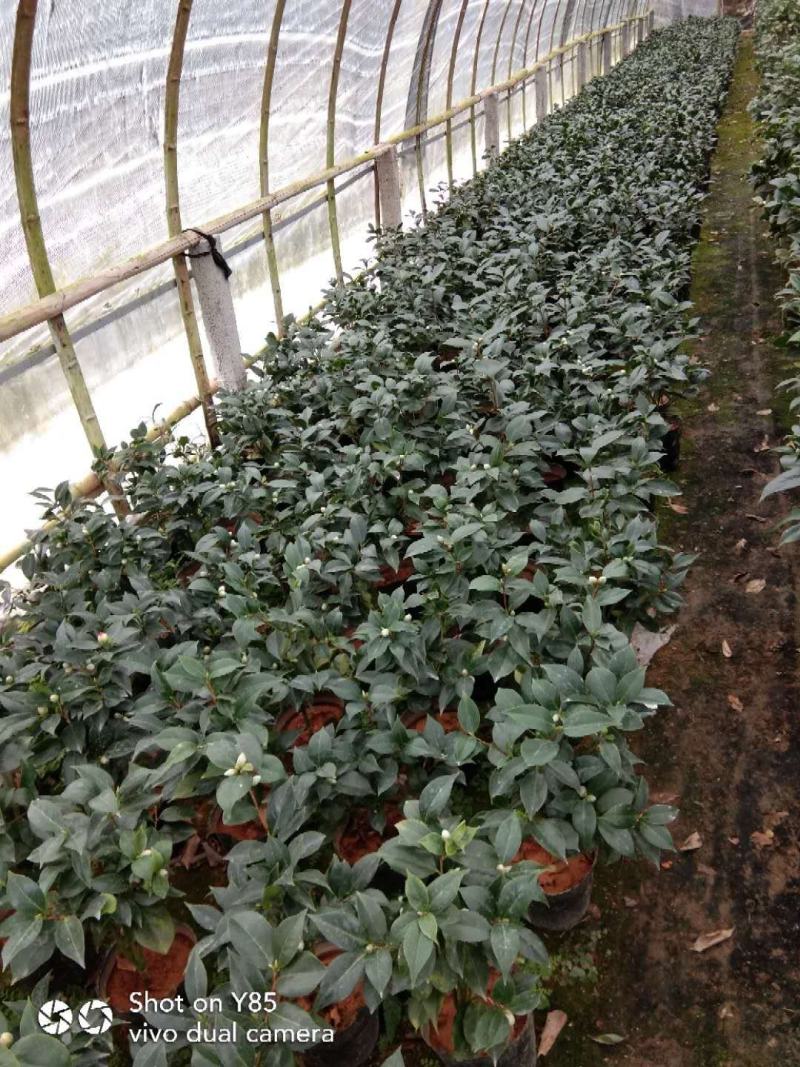 茶花基地批发一手货源长期供应货源充足质量保障欢迎来场指导