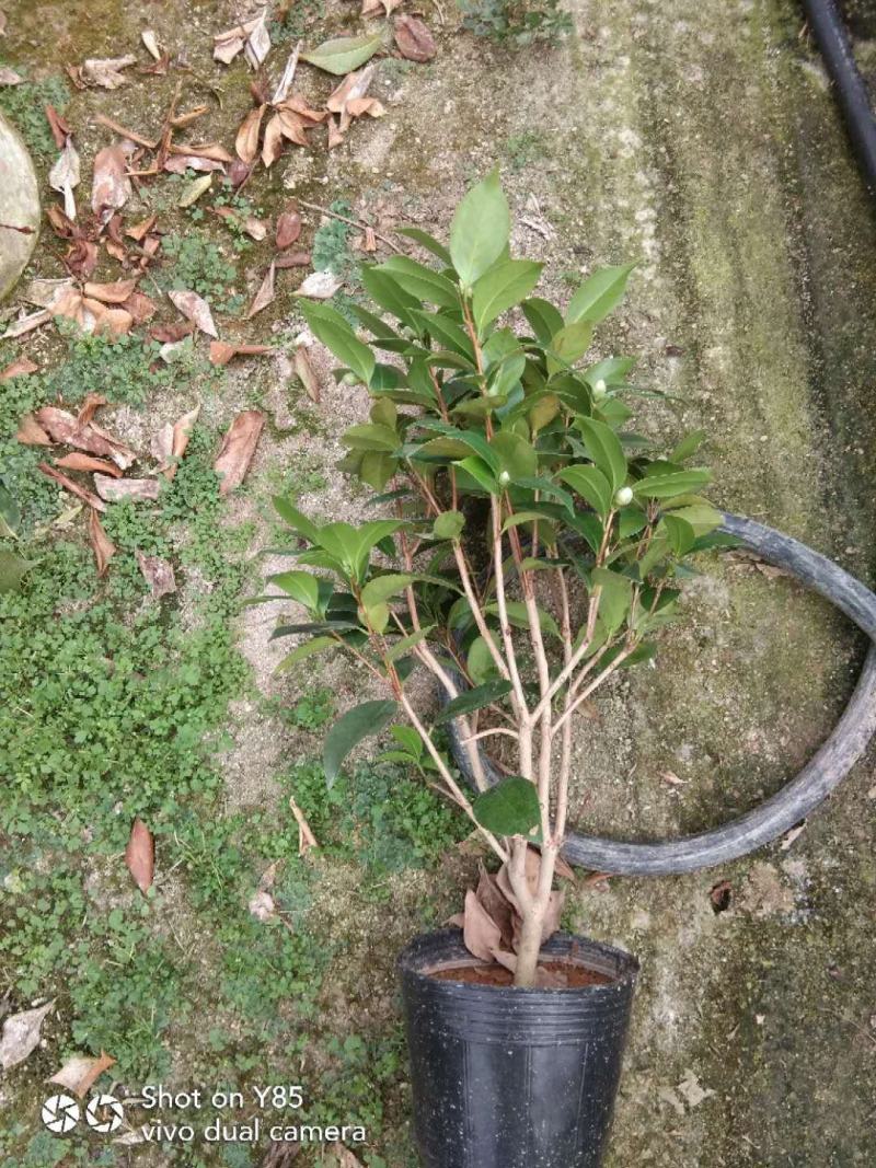 茶花基地批发一手货源长期供应货源充足质量保障欢迎来场指导