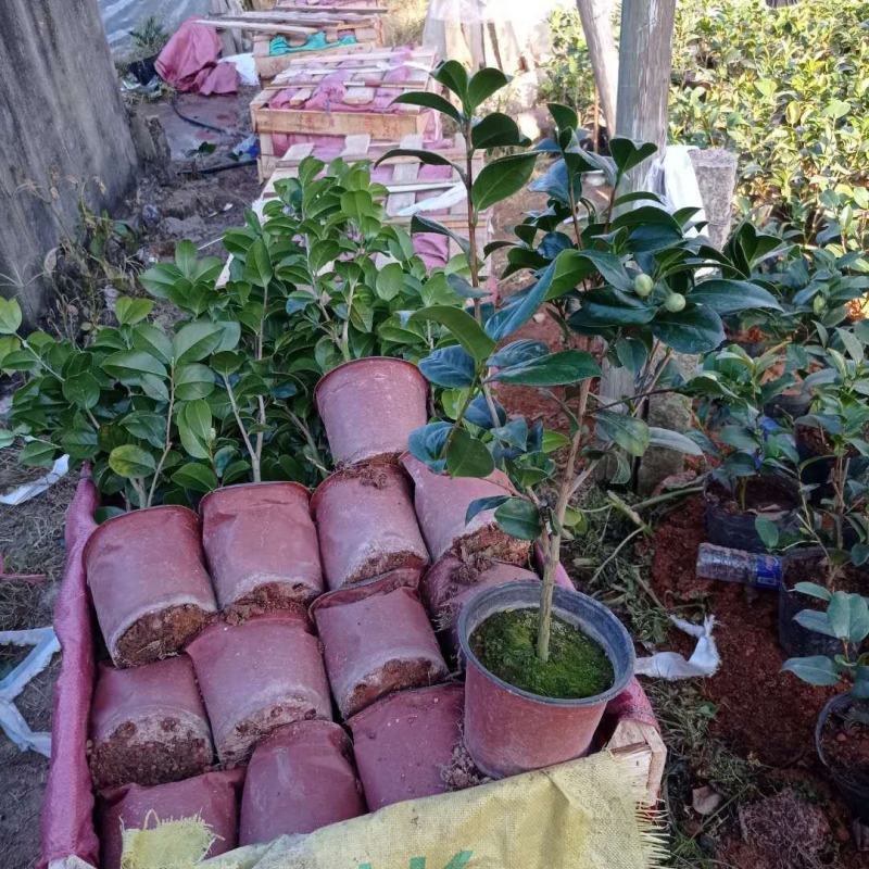 茶花基地批发一手货源长期供应货源充足质量保障欢迎来场指导