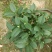 茶花基地批发一手货源长期供应货源充足质量保障欢迎来场指导