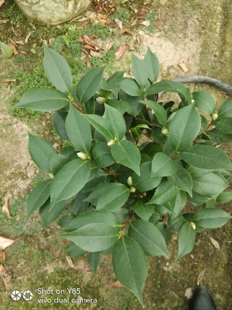 茶花基地批发一手货源长期供应货源充足质量保障欢迎来场指导