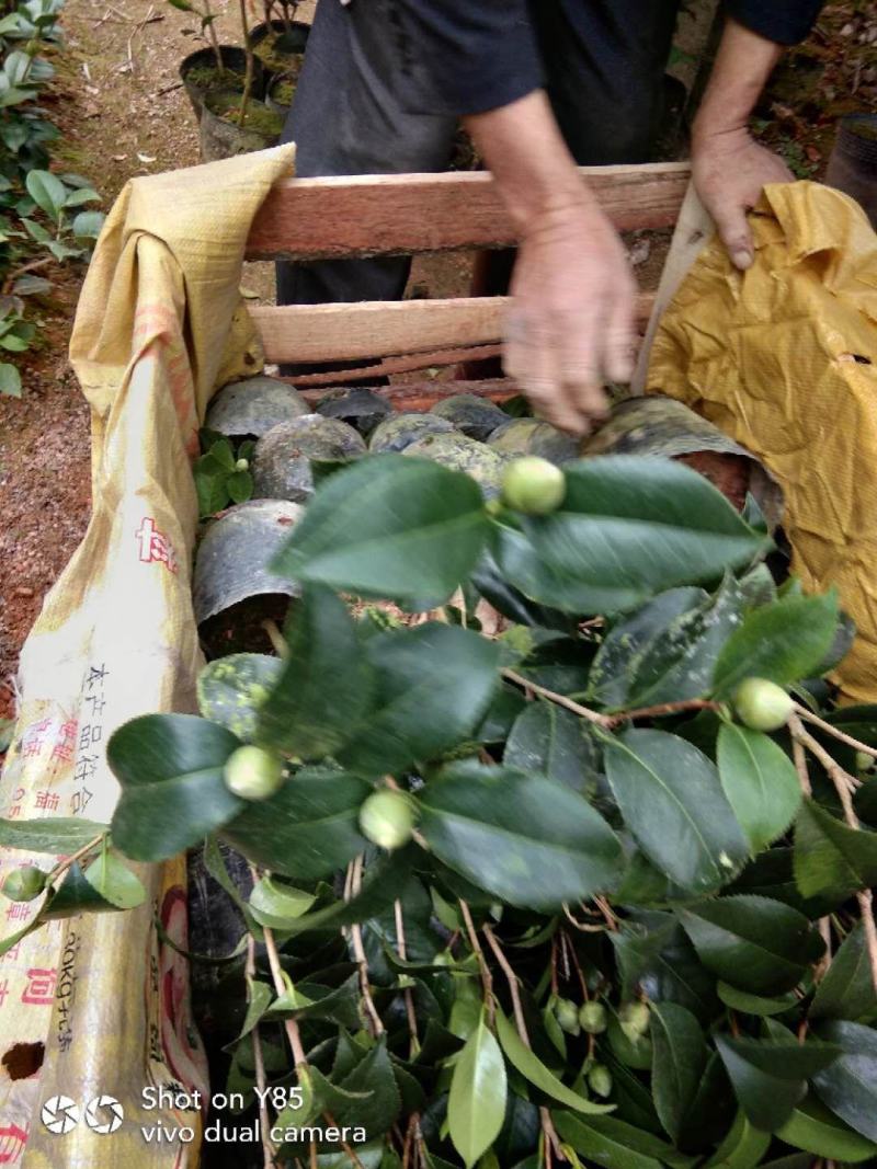 茶花基地批发一手货源长期供应货源充足质量保障欢迎来场指导