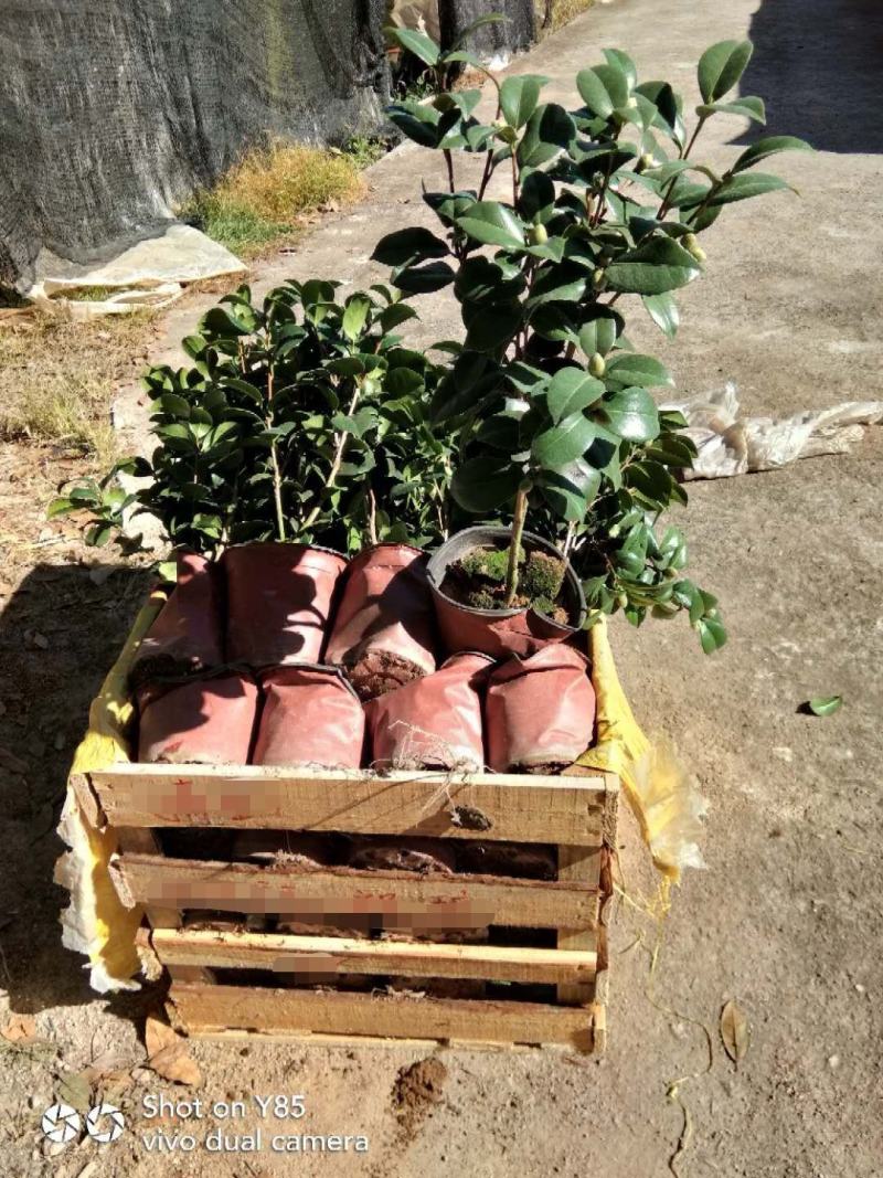 茶花基地批发一手货源长期供应货源充足质量保障欢迎来场指导