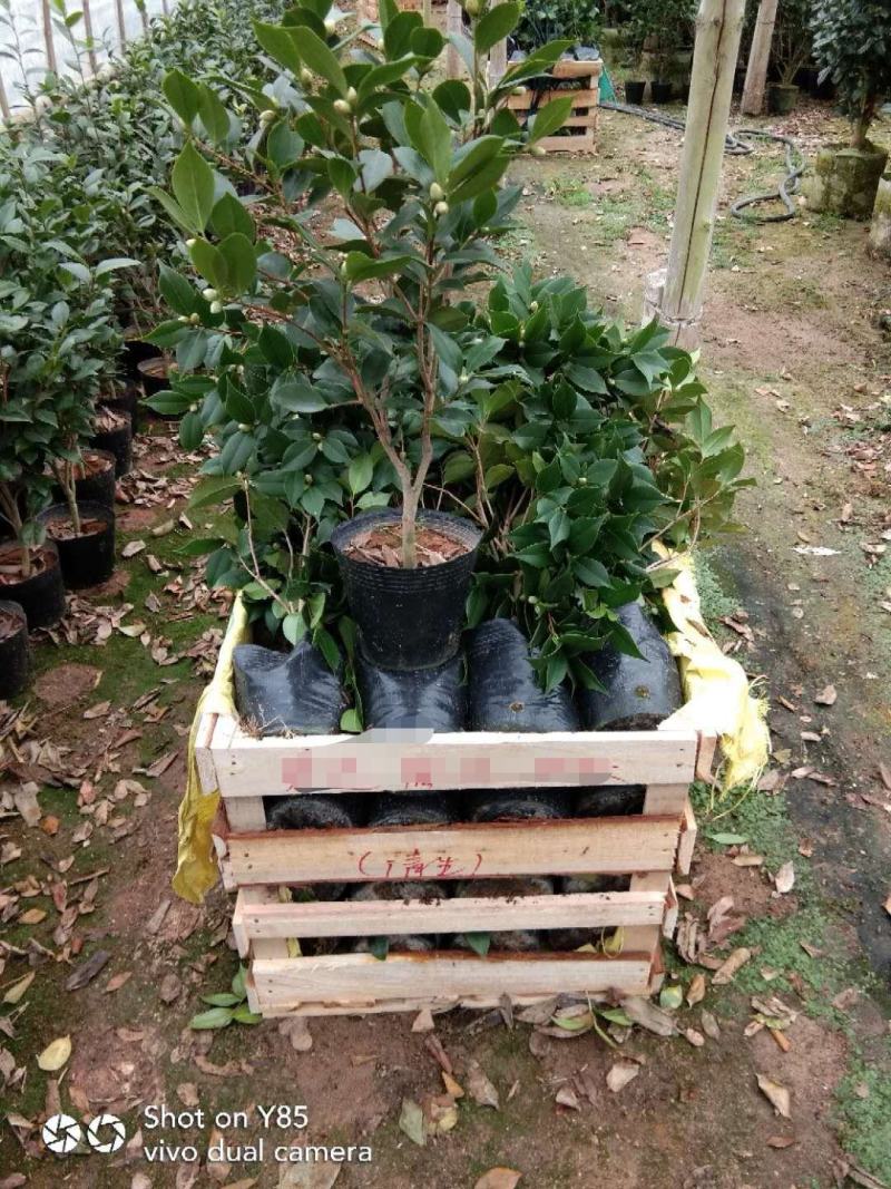 茶花基地批发一手货源长期供应货源充足质量保障欢迎来场指导