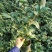 茶花基地批发一手货源长期供应货源充足质量保障欢迎来场指导