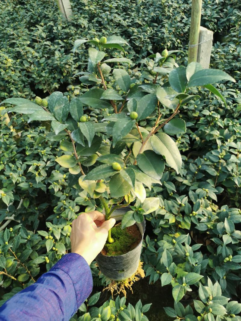 茶花基地批发一手货源长期供应货源充足质量保障欢迎来场指导