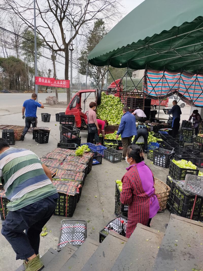 精品基地儿菜自销，你有量，我有价，全国走车，丁家儿菜