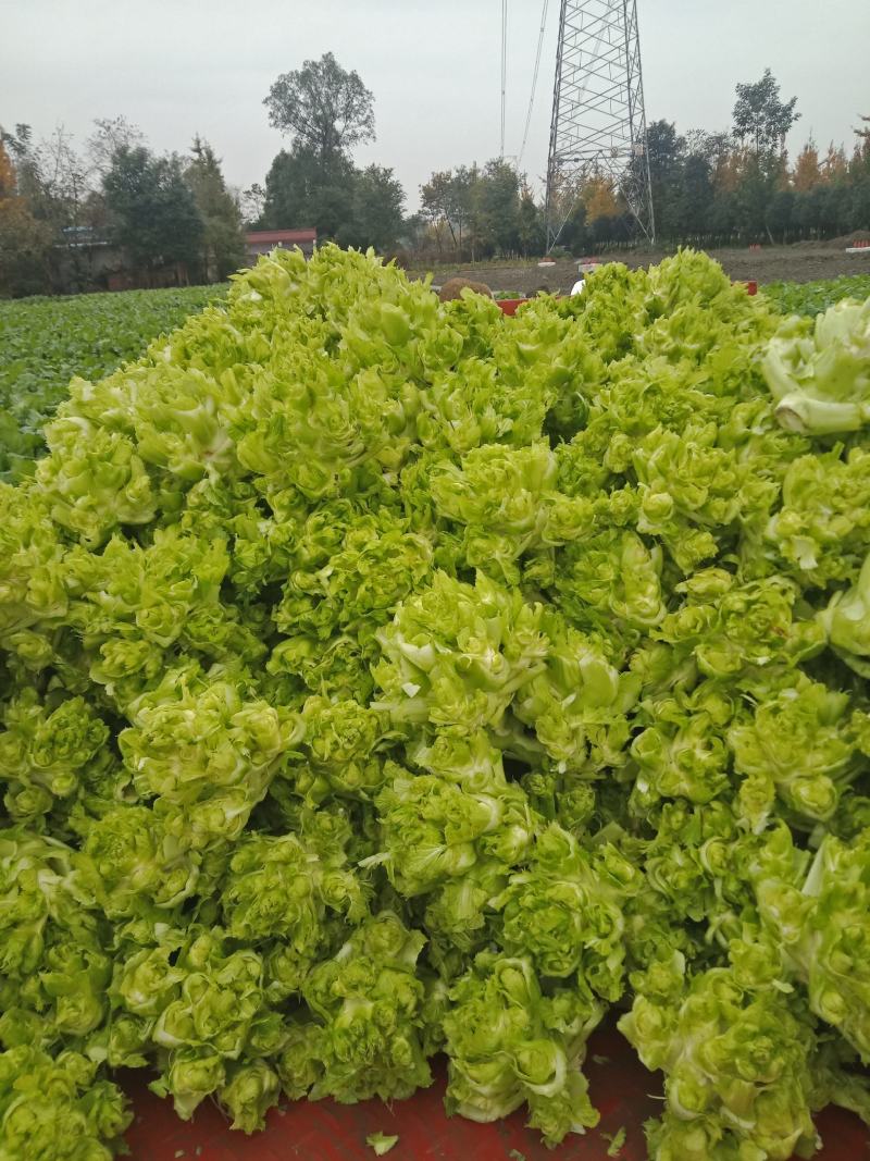 精品基地儿菜自销，你有量，我有价，全国走车，丁家儿菜