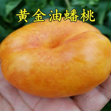新品种风味皇后油蟠桃苗当年结果嫁接黄油蟠桃树苗正宗油