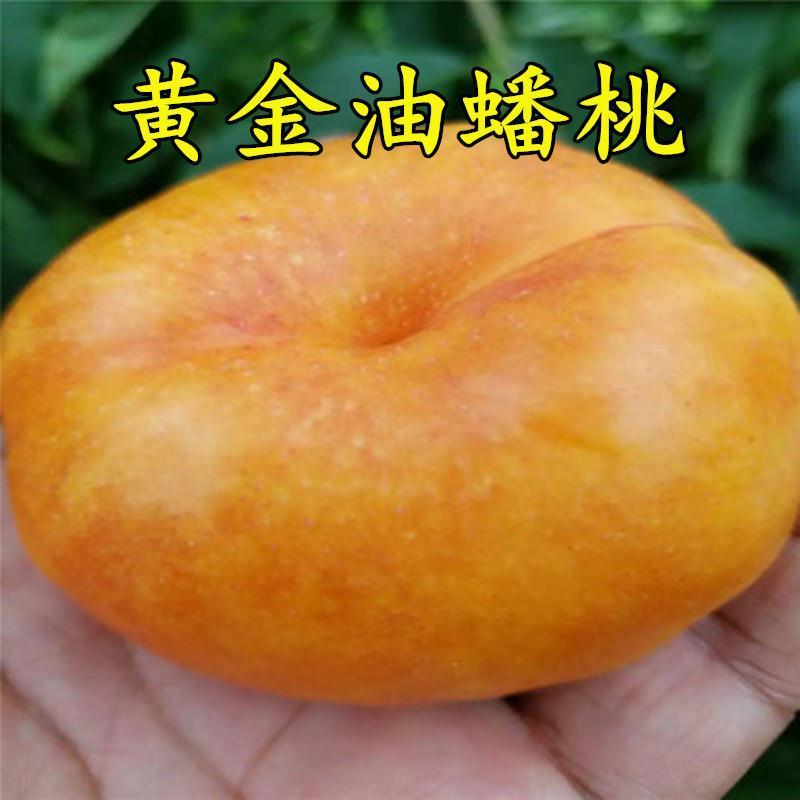 新品种风味皇后油蟠桃苗当年结果嫁接黄油蟠桃树苗正宗油