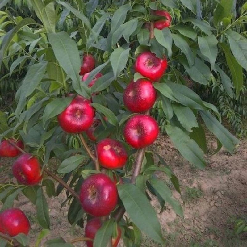新品种风味皇后油蟠桃苗当年结果嫁接黄油蟠桃树苗正宗油