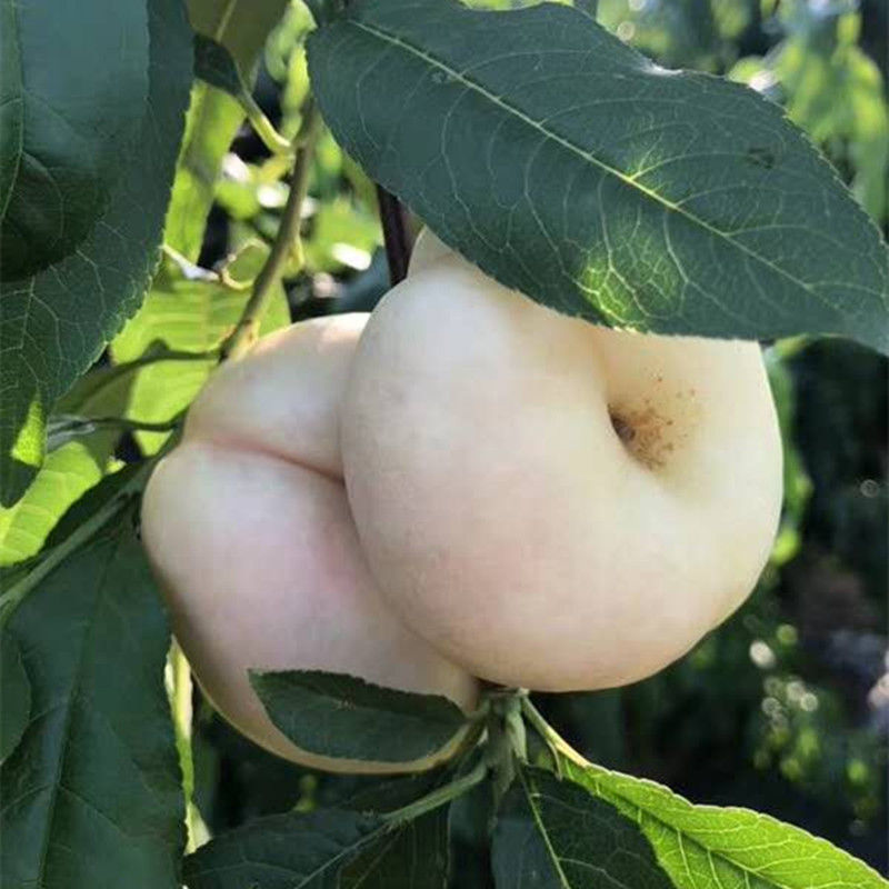 新品种风味皇后油蟠桃苗当年结果嫁接黄油蟠桃树苗正宗油