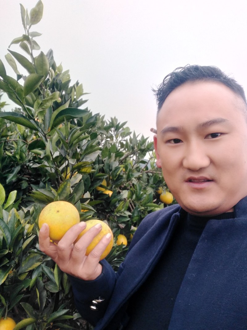 冰糖橙，麻阳专业代办诚信第一，欢迎批发商前来订购预定