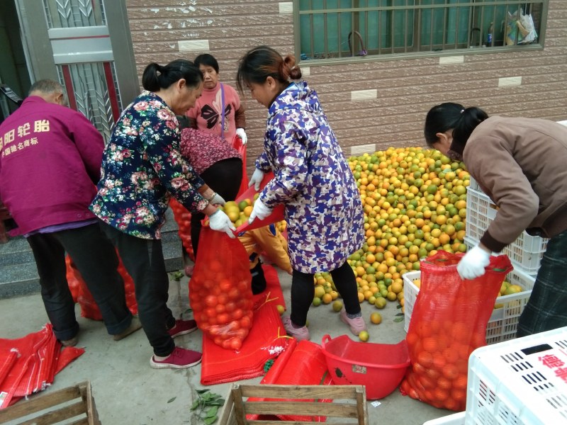 冰糖橙，麻阳专业代办诚信第一，欢迎批发商前来订购预定