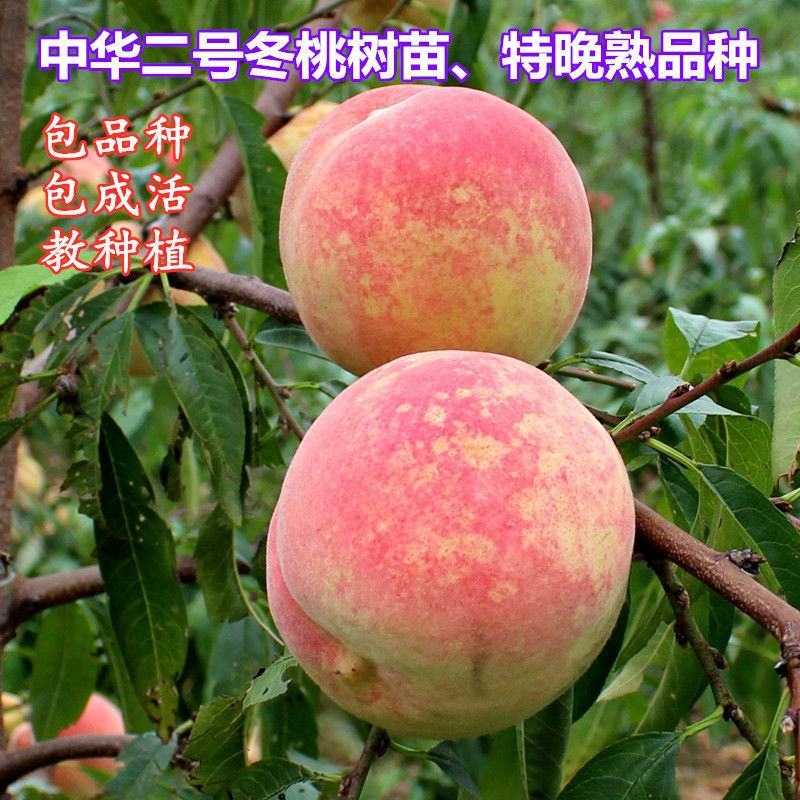 桃树嫁接苗二号冬桃盆栽地栽南北方种植极晚熟冬桃苗当年结果
