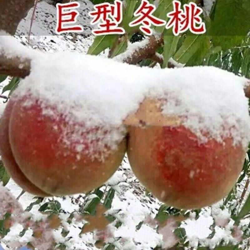 桃树嫁接苗二号冬桃盆栽地栽南北方种植极晚熟冬桃苗当年结果