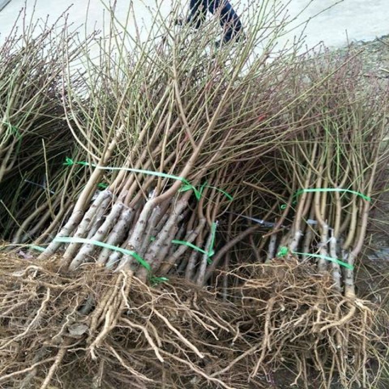 桃树嫁接苗二号冬桃盆栽地栽南北方种植极晚熟冬桃苗当年结果
