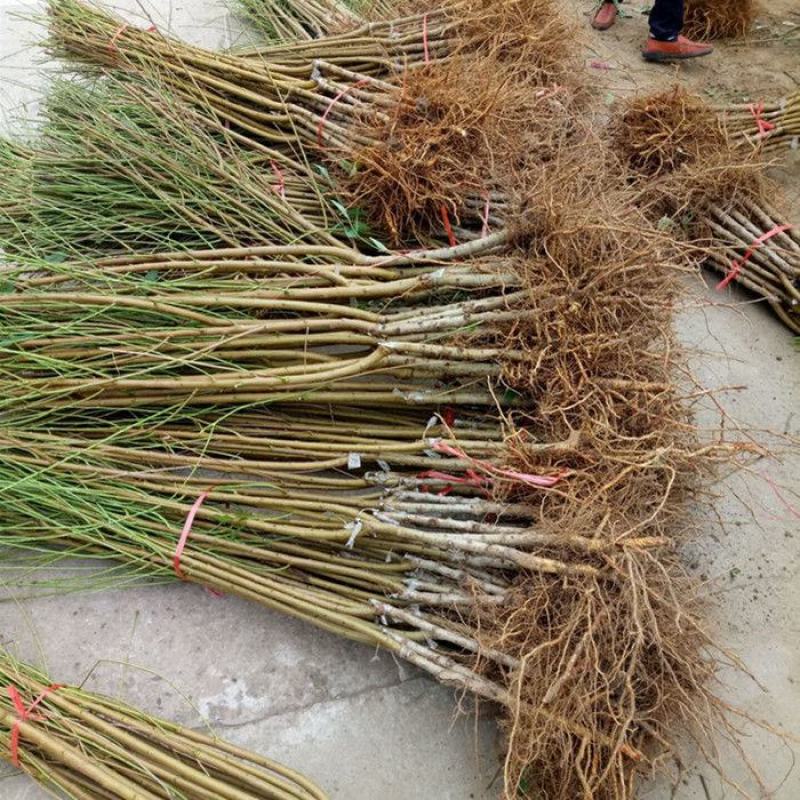 桃树嫁接苗二号冬桃盆栽地栽南北方种植极晚熟冬桃苗当年结果
