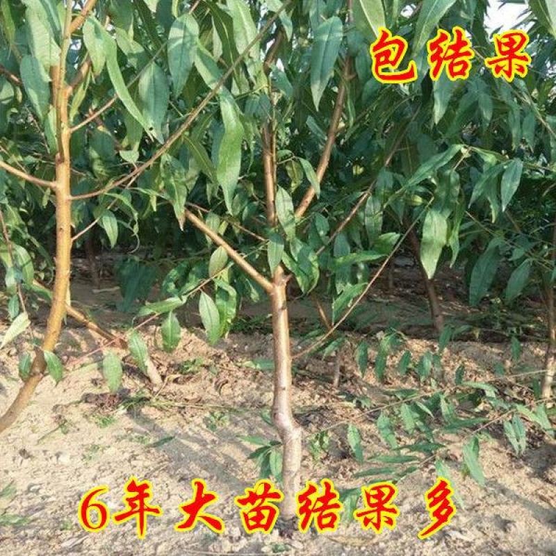 桃树嫁接苗二号冬桃盆栽地栽南北方种植极晚熟冬桃苗当年结果
