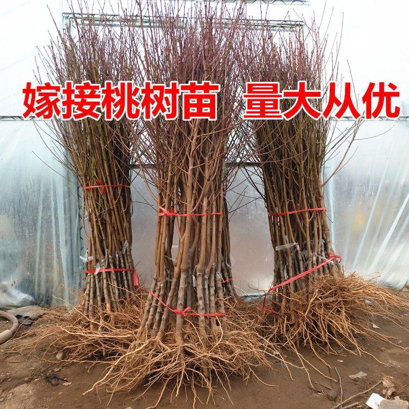 桃树嫁接苗二号冬桃盆栽地栽南北方种植极晚熟冬桃苗当年结果