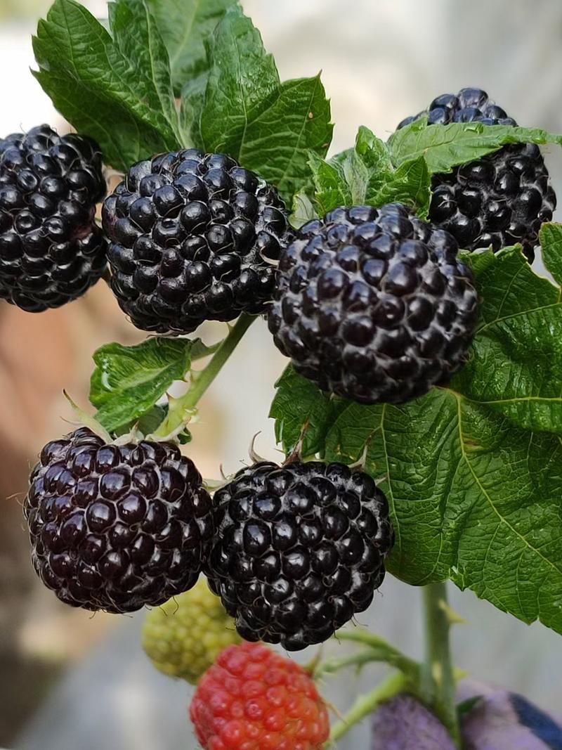 黑树莓苗，当年栽，当年结果，亩产量高，品种纯正。