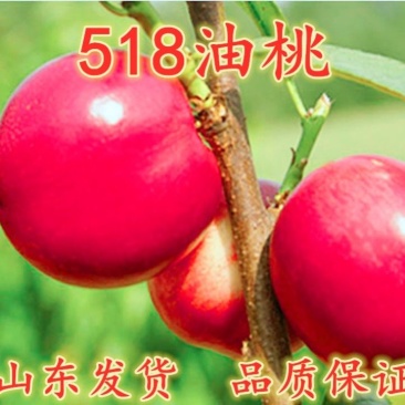 新品种世纪之星油桃树苗嫁接特大单果390克极早熟黄肉甜四