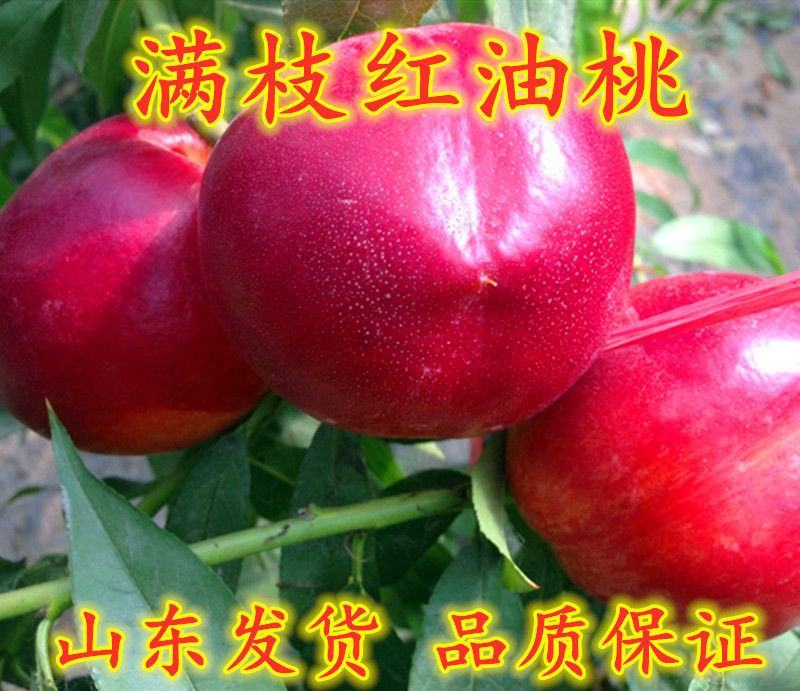 新品种世纪之星油桃树苗嫁接特大单果390克极早熟黄肉甜四