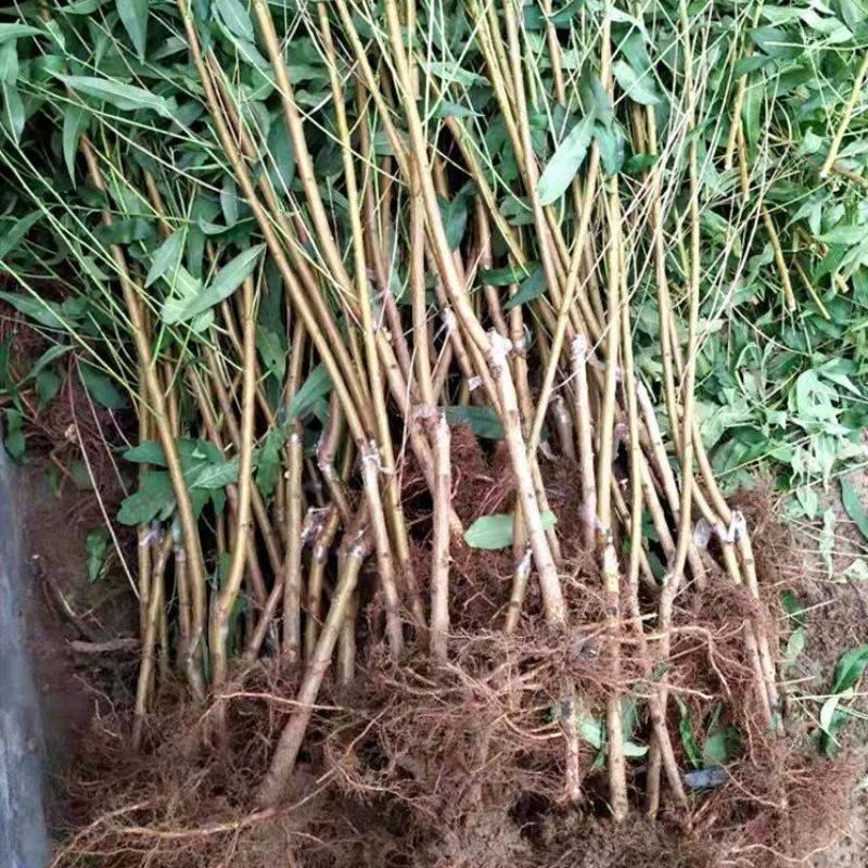 新品种世纪之星油桃树苗嫁接特大单果390克极早熟黄肉甜四