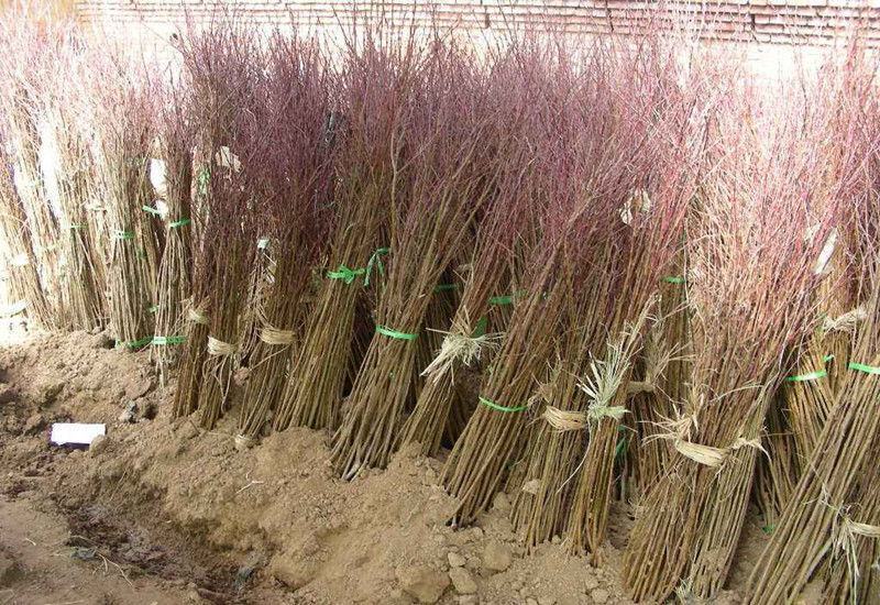 新品种世纪之星油桃树苗嫁接特大单果390克极早熟黄肉甜四