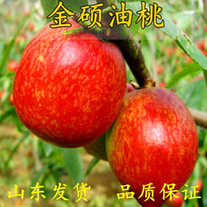 新品种世纪之星油桃树苗嫁接特大单果390克极早熟黄肉甜四