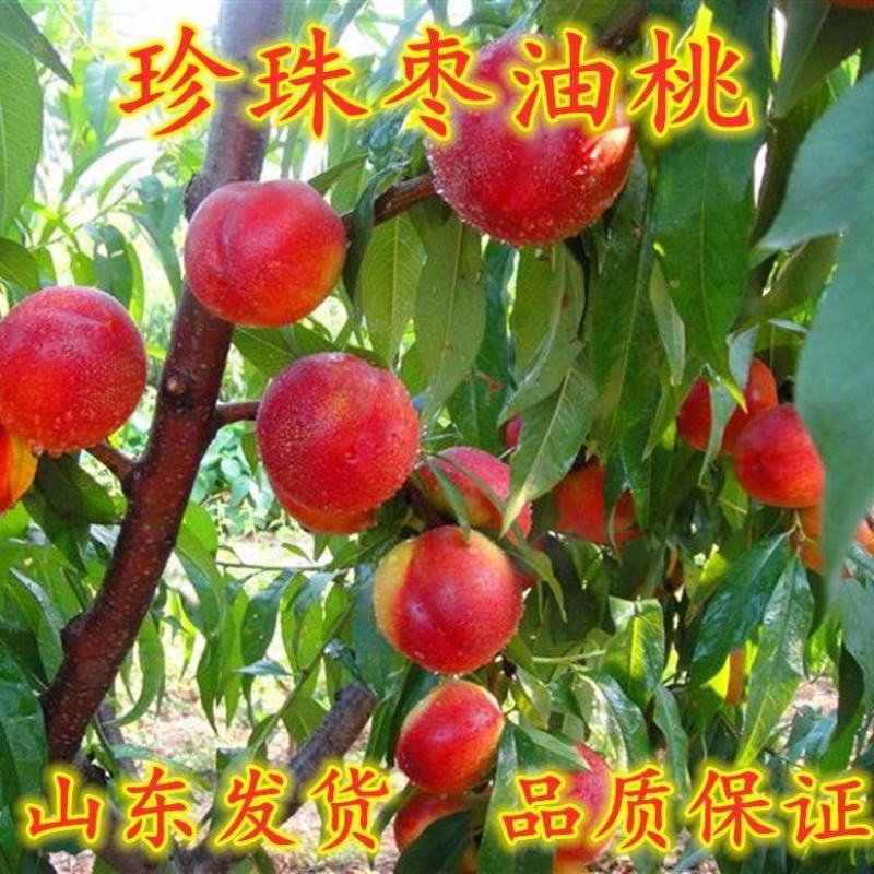 新品种世纪之星油桃树苗嫁接特大单果390克极早熟黄肉甜四