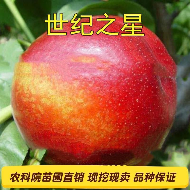 新品种世纪之星油桃树苗嫁接特大单果390克极早熟黄肉甜四