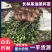【合作社供货】长林40号油茶杯苗,30-80公分量大从优