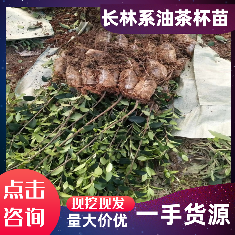 【合作社供货】长林40号油茶杯苗，30-80公分量大从优