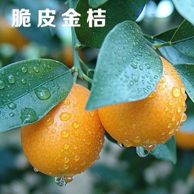橘子树苗砂糖橘苗桔子苗金桔柑橘子苗盆栽地栽四季果树苗当年