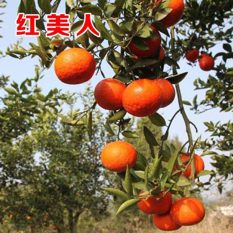 橘子树苗砂糖橘苗桔子苗金桔柑橘子苗盆栽地栽四季果树苗当年