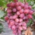 麦当娜红宝石葡萄苗果肉香甜含糖高口感好