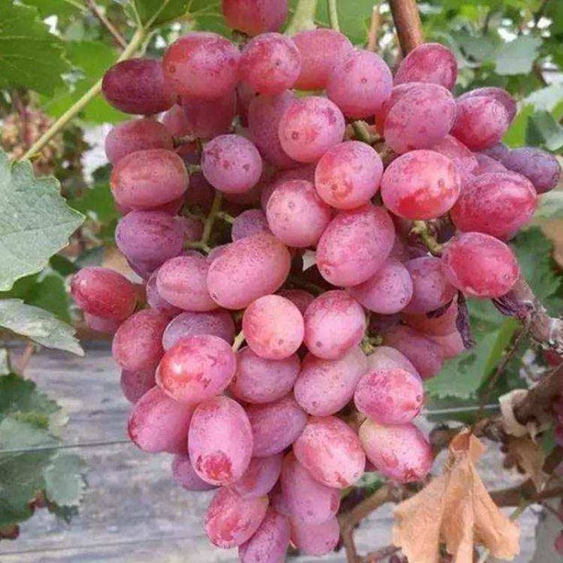 麦当娜红宝石葡萄苗果肉香甜含糖高口感好