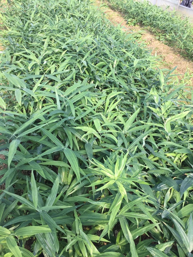 中药材黄精苗！基地一手货源！……………………