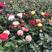 迷你盆栽玫瑰花苗带花苞绿植室内外阳台四季月季蔷薇盆栽